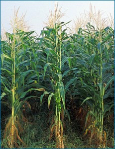 U.S. Corn and Ethanol Policy Underwrites Aquifer Depletion